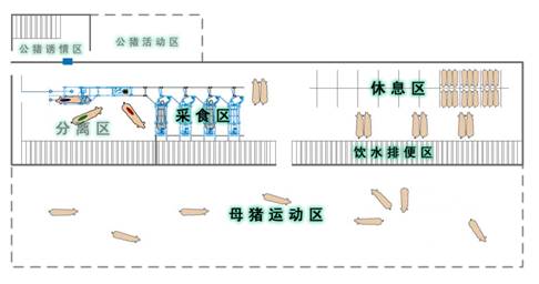 200頭母豬大圈飼喂